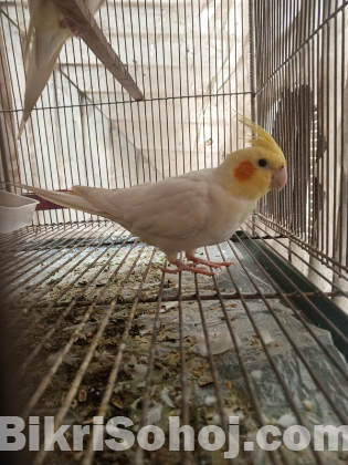 Cockatil bird